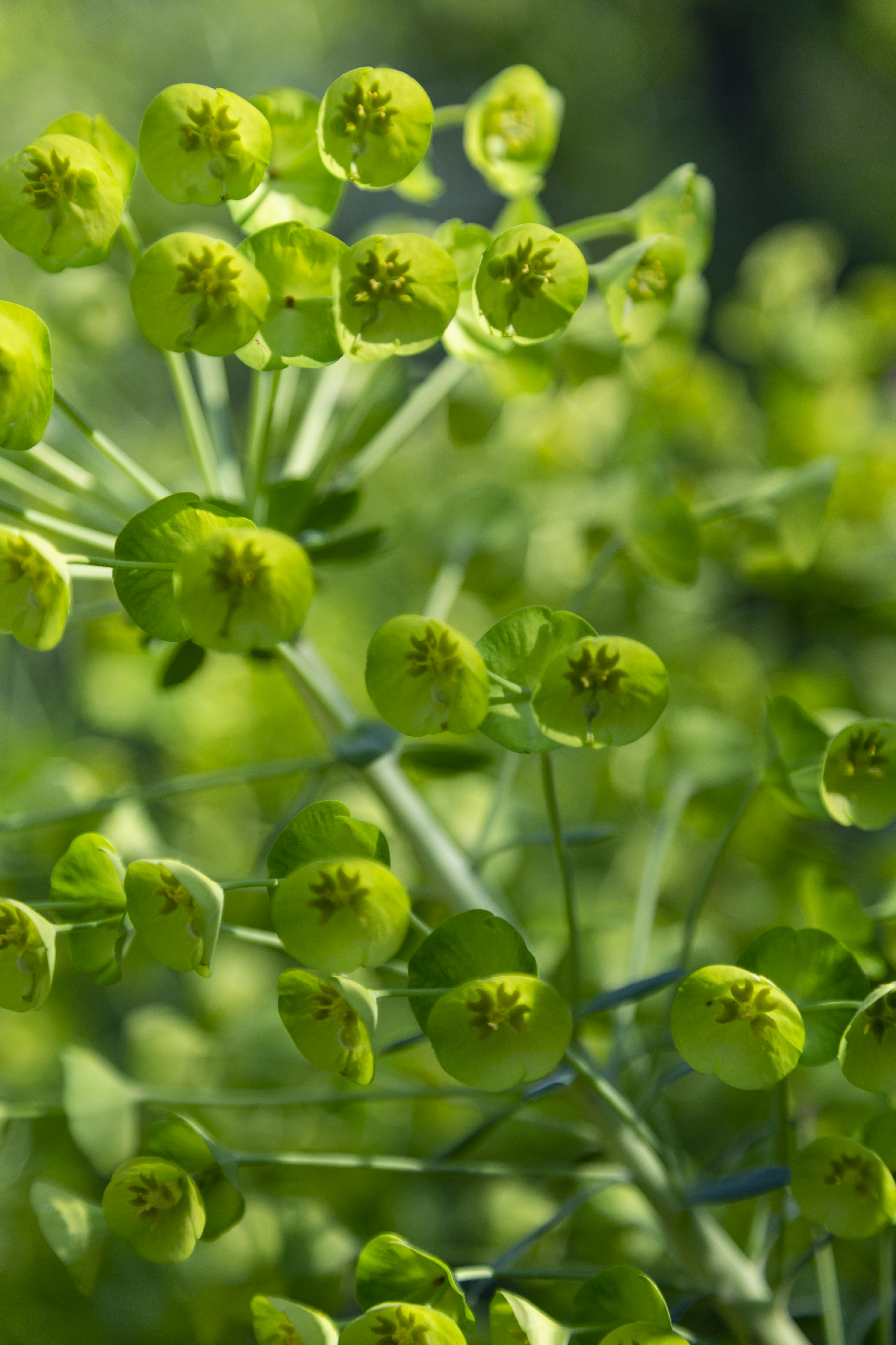 parkour North Terrace
