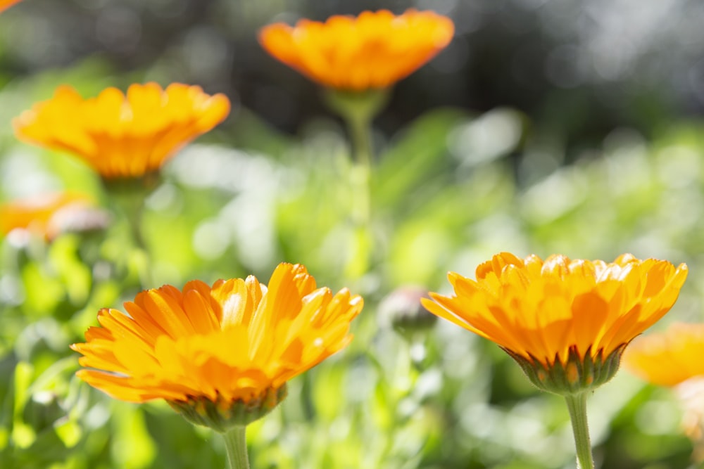 a bunch of yellow flowers in a field