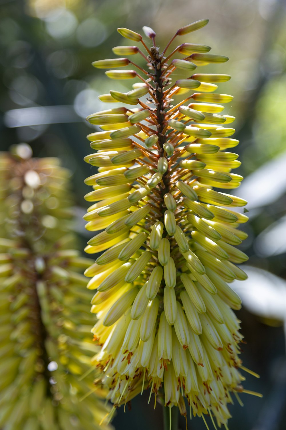 a close up of a plant with yellow flowers