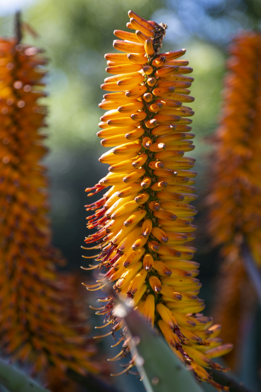 a close up of a plant with yellow flowers