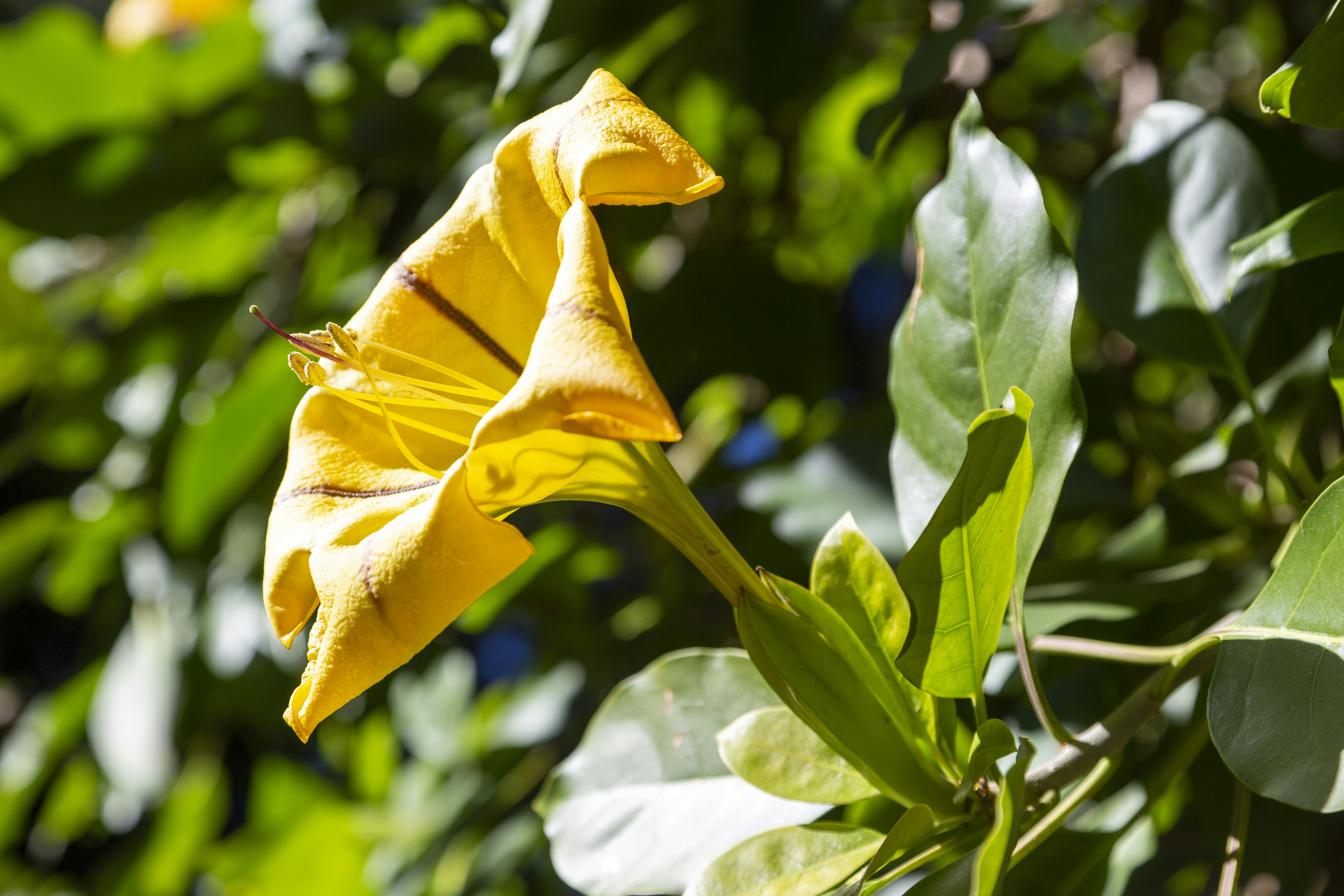 a close up of a yellow flower on a tree