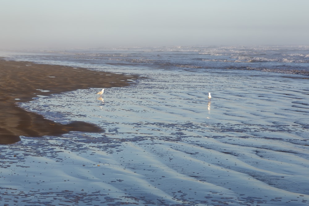 two white birds standing on top of a sandy beach