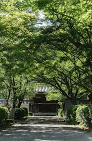 A peaceful jungle path leading to a traditional ceremonial space at dawn.
