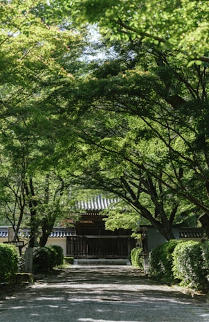 A peaceful path lined with ancient trees leading to a hidden temple.