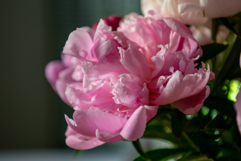 a vase filled with pink and white flowers