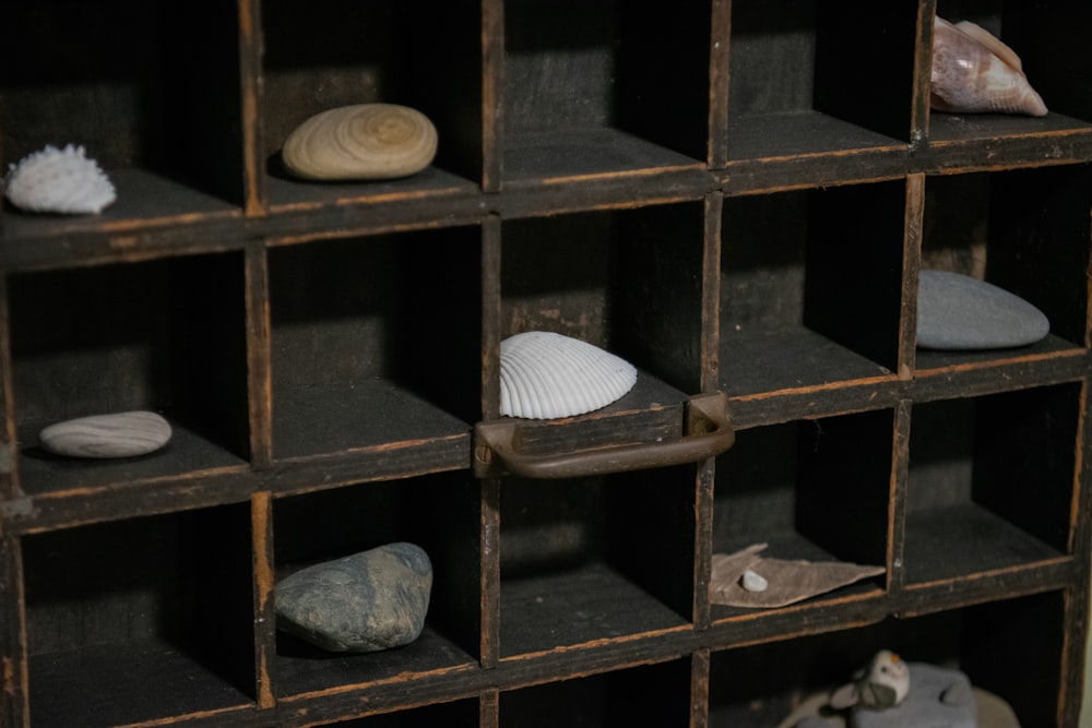 a collection of seashells on display in a wooden shelf