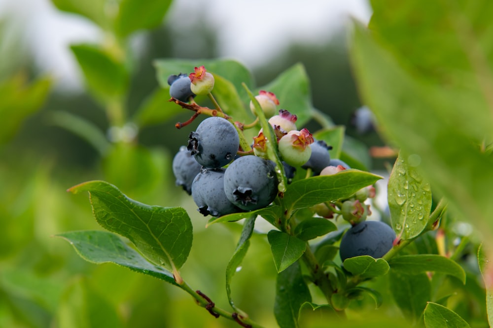 a bunch of blueberries growing on a tree