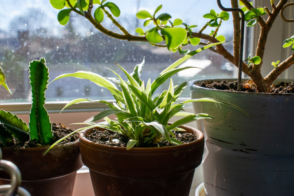 ein paar Topfpflanzen, die auf einem Fensterbrett sitzen