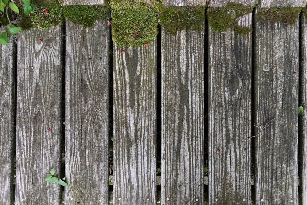 a close up of a wooden fence with moss growing on it