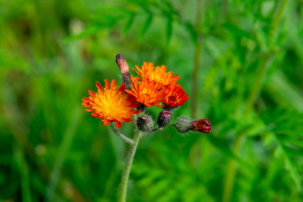 a close up of two orange flowers in a field