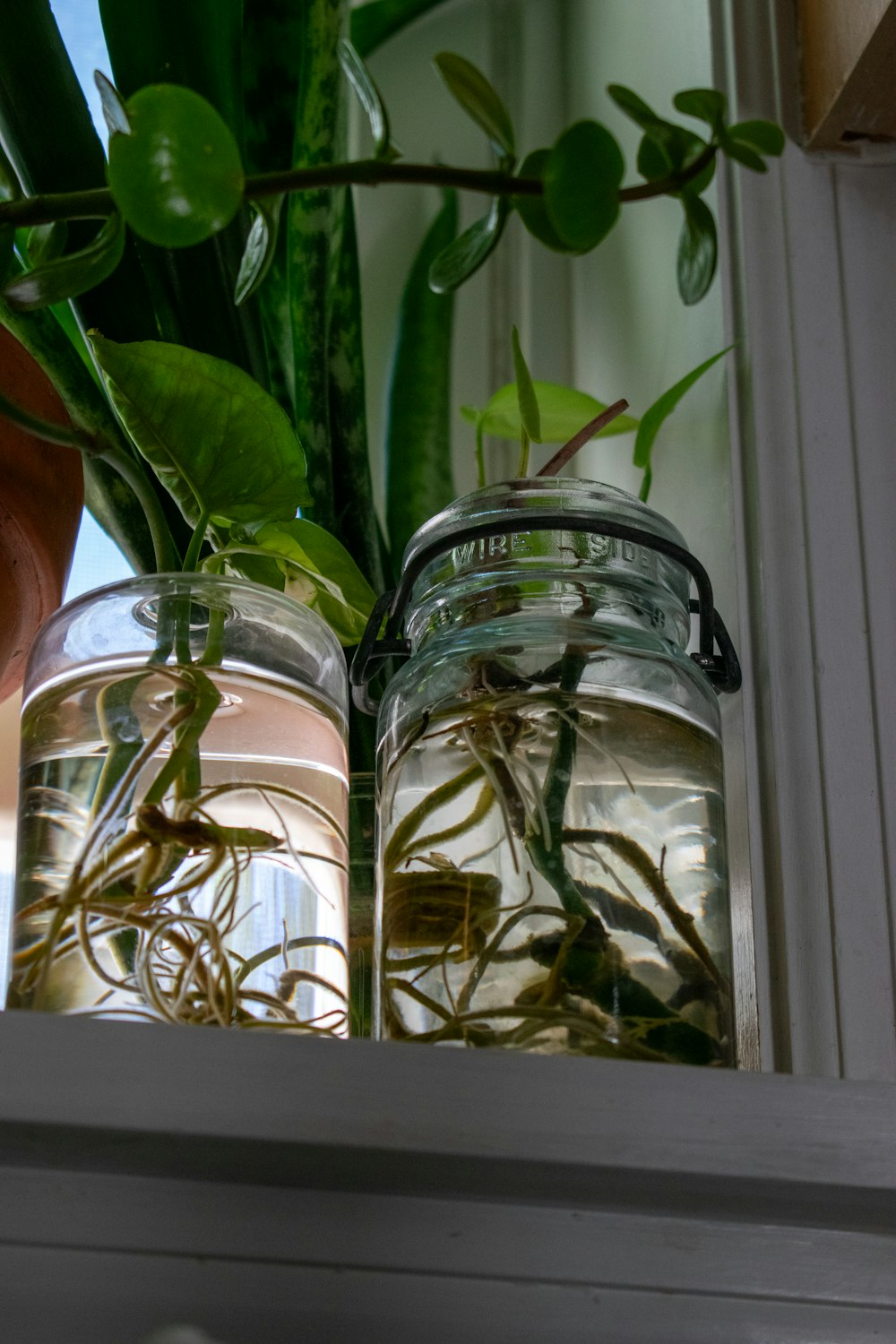 a couple of jars filled with plants sitting on top of a window sill