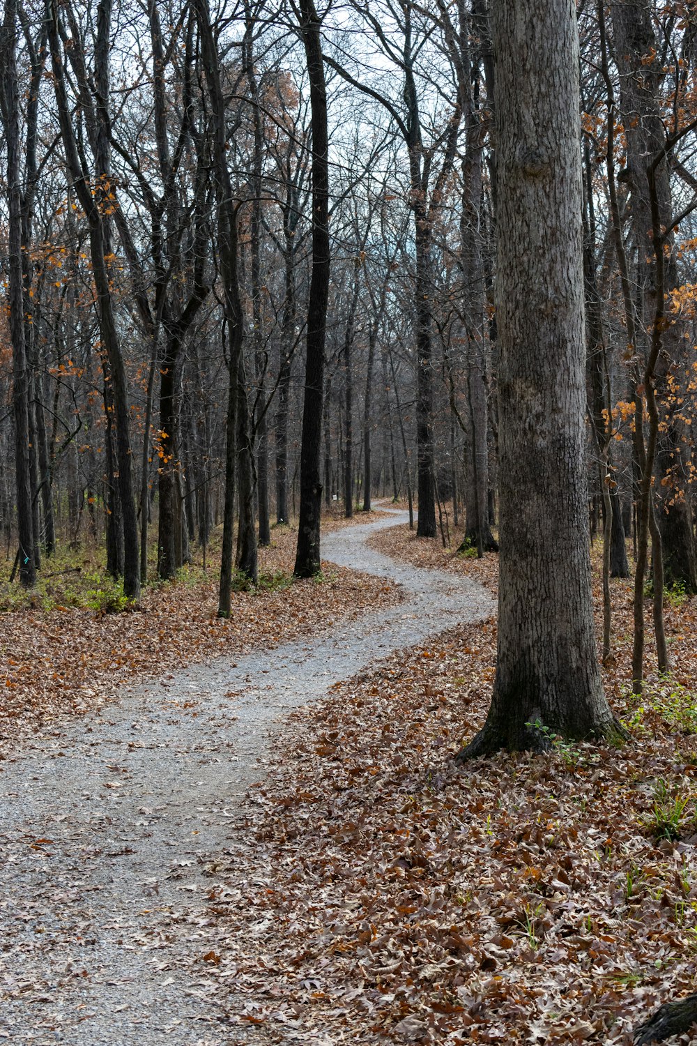 a path in the woods with leaves on the ground