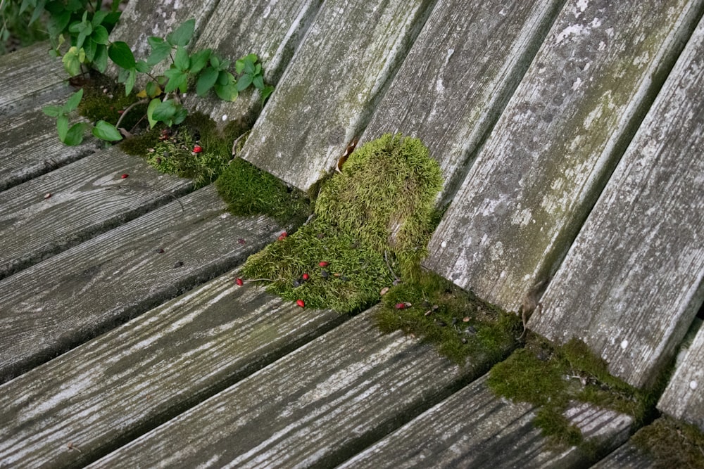 a wooden bench with moss growing on it