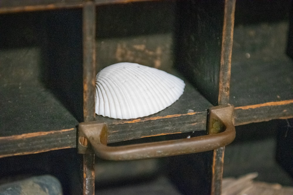 a sea shell sitting on top of a wooden shelf
