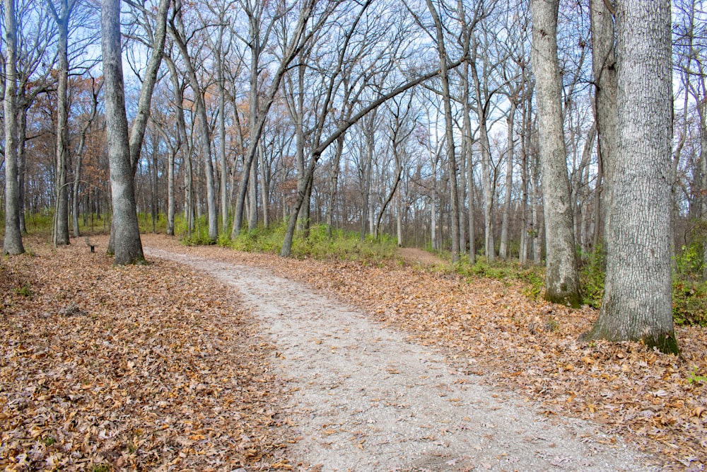 a path in the woods with leaves on the ground