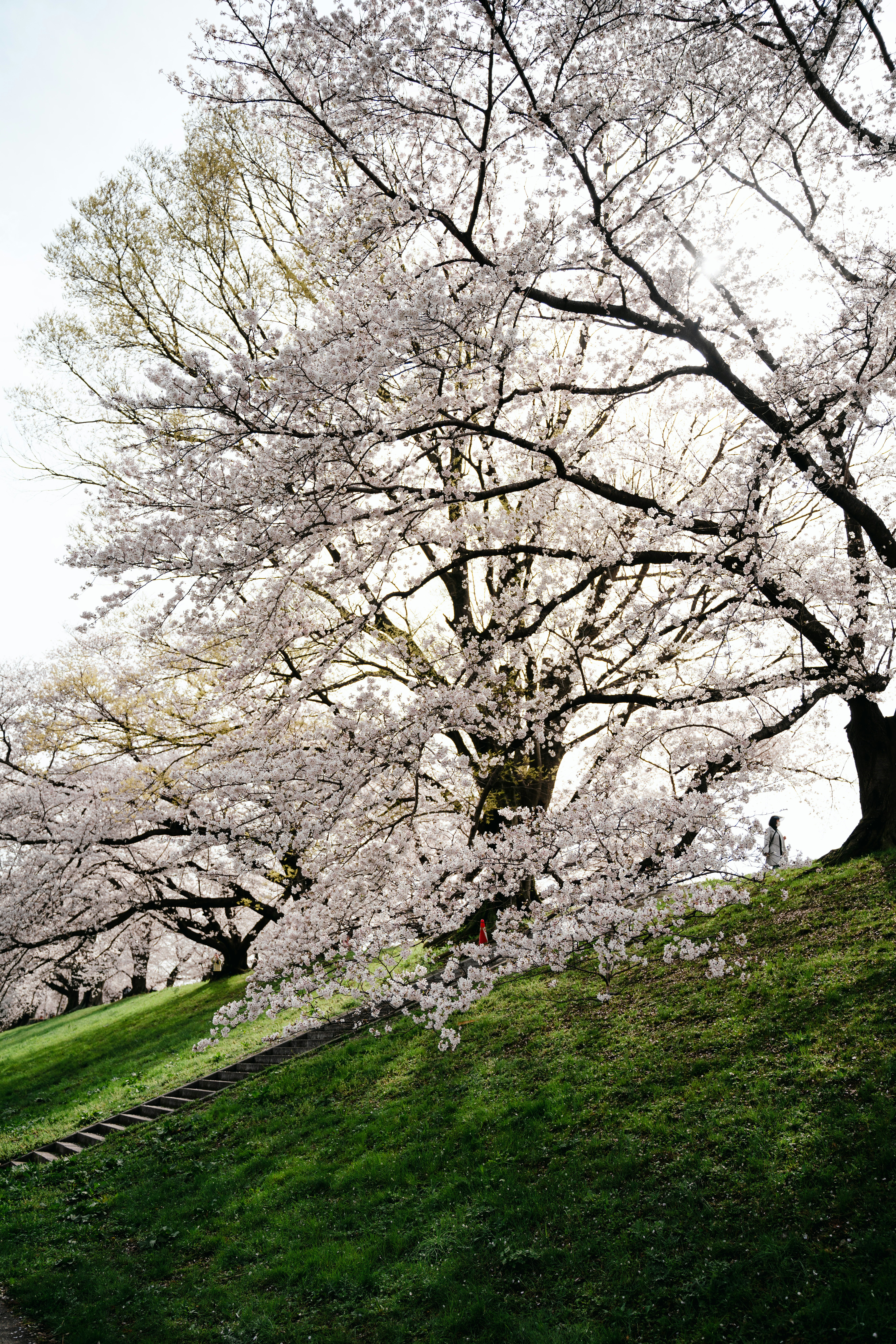 Ein Baum mit weißen Blüten in einem Park