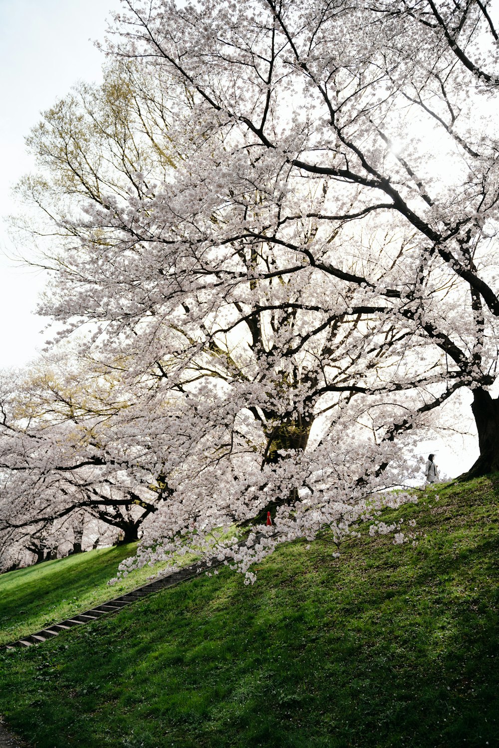 a tree with white flowers in a park