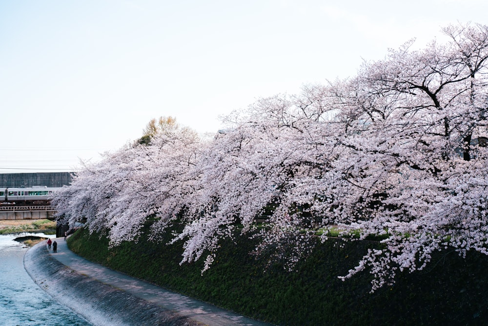 a man walking down a street next to a lush green park