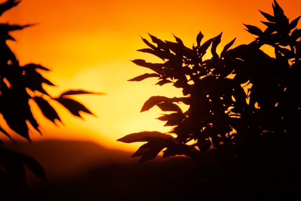 the sun is setting behind the leaves of a tree
