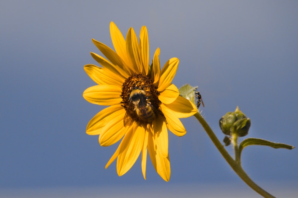 a sunflower with a bee sitting on it