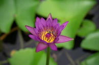 a purple flower with a yellow center surrounded by green leaves