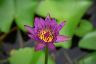 a purple flower with a yellow center surrounded by green leaves