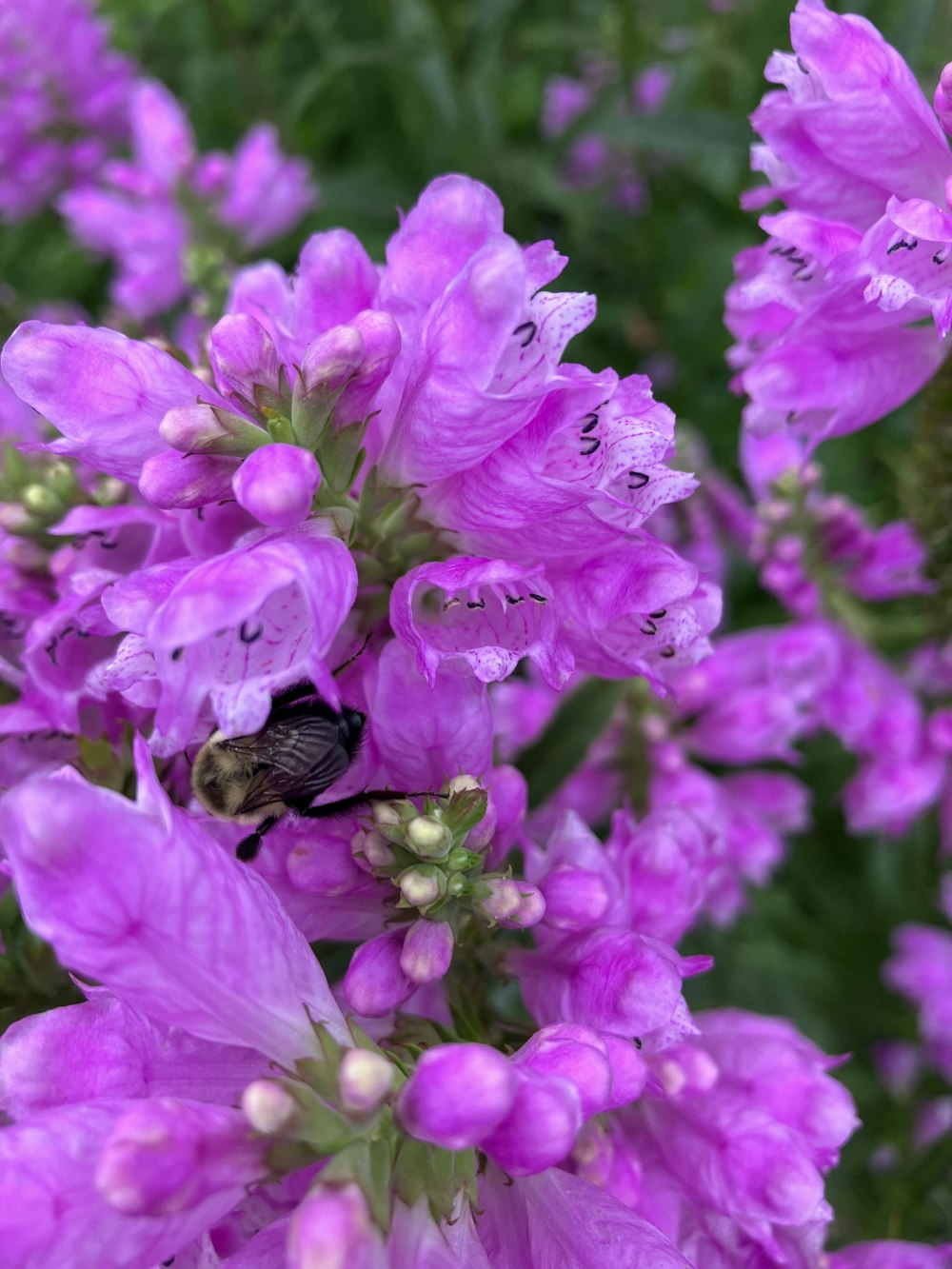 a bee is sitting on a purple flower