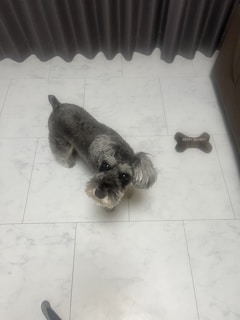 A small gray dog with a fluffy beard and ears is standing on a white tiled floor. Nearby, a brown bone-shaped object with 'Happy Birthday' written on it is placed near the edge of the image. The background features floor-length dark curtains.