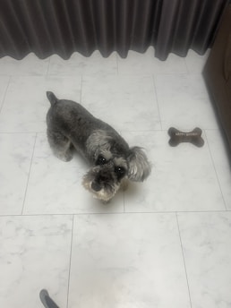 A small gray dog with a fluffy beard and ears is standing on a white tiled floor. Nearby, a brown bone-shaped object with 'Happy Birthday' written on it is placed near the edge of the image. The background features floor-length dark curtains.