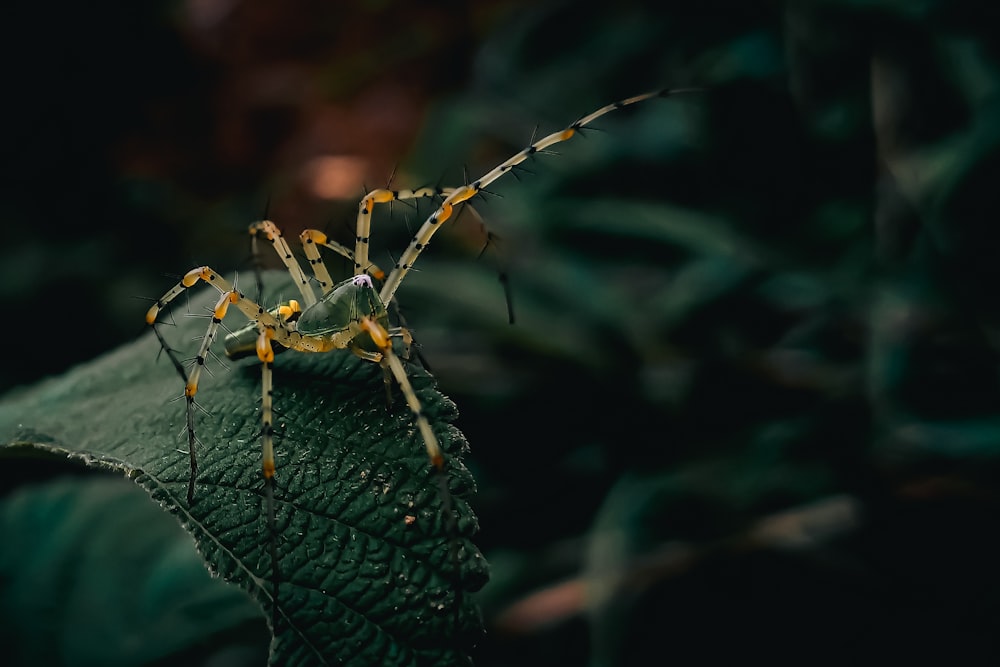 a close up of a spider on a leaf