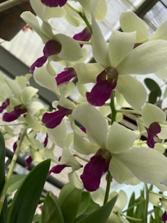 Orchids with large white petals and deep purple centers are in full bloom. The flowers are set amongst lush green leaves in a greenhouse environment.