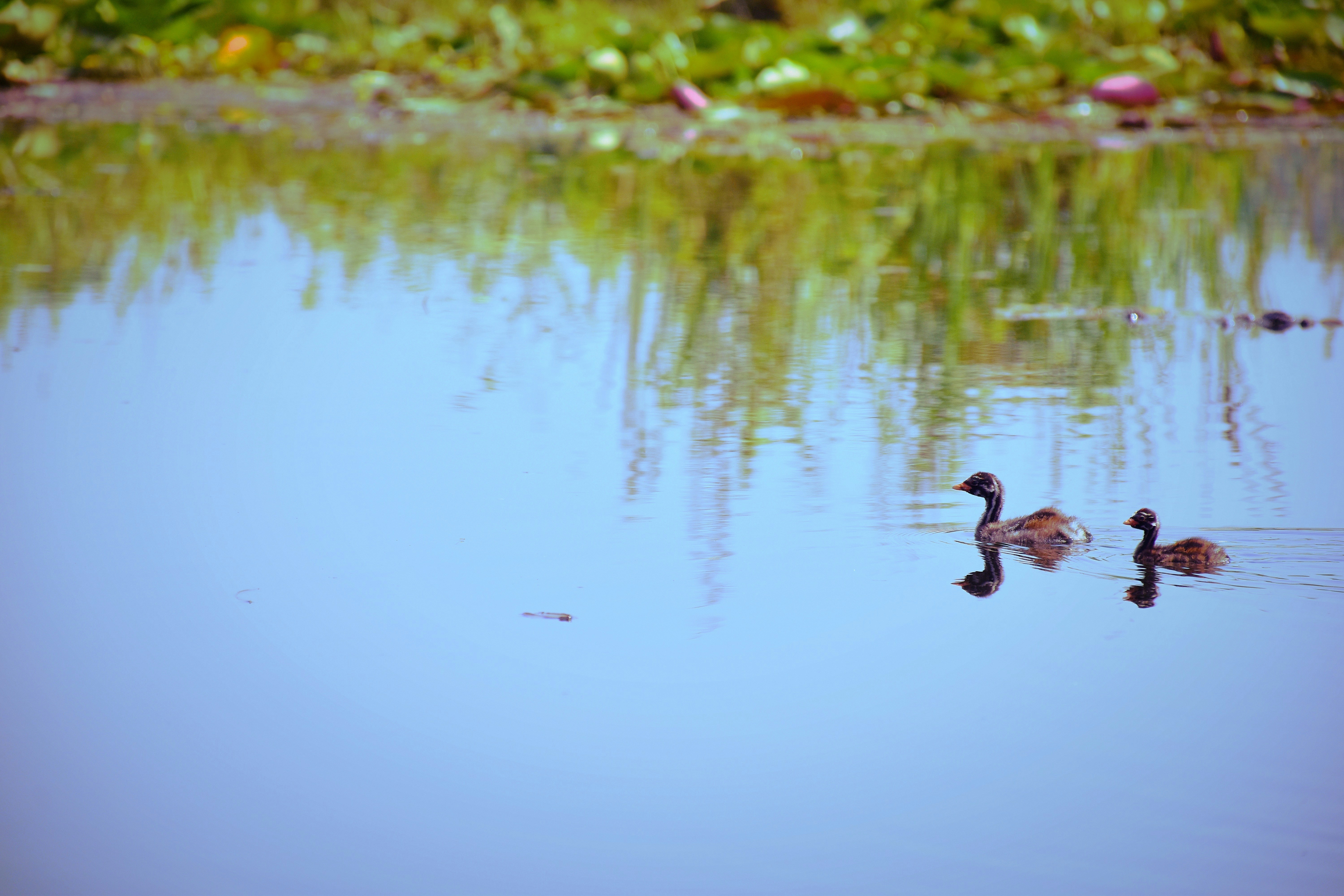 Photo by ahmed_bakhtawar