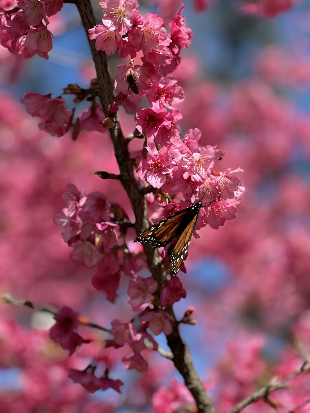 a butterfly sitting on a branch of a blossoming tree