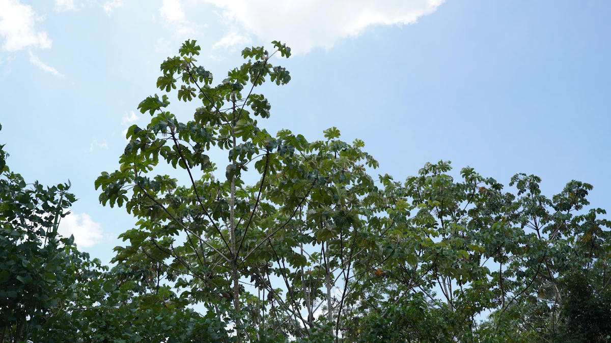 Café de los Yungas: tres generaciones en la misma ladera