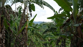 Wide view of lush banana plantations stretching under a bright sky, showcasing the scale and vitality of Grovera Farms.