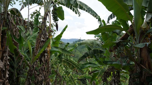Wide view of lush banana plantations stretching under a bright sky, showcasing the scale and vitality of Grovera Farms.
