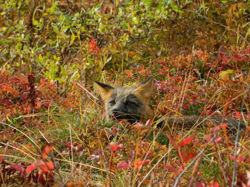 A close-up shot of a vibrant red fox peering through autumn leaves in a dense forest.