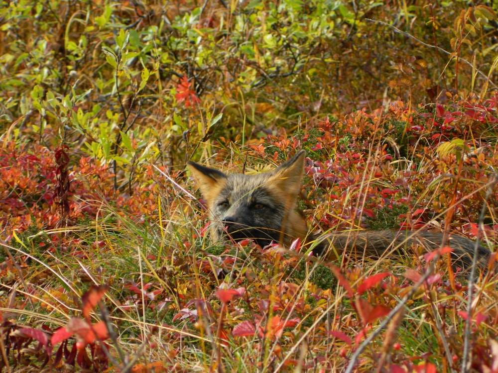 a fox in a field of red flowers