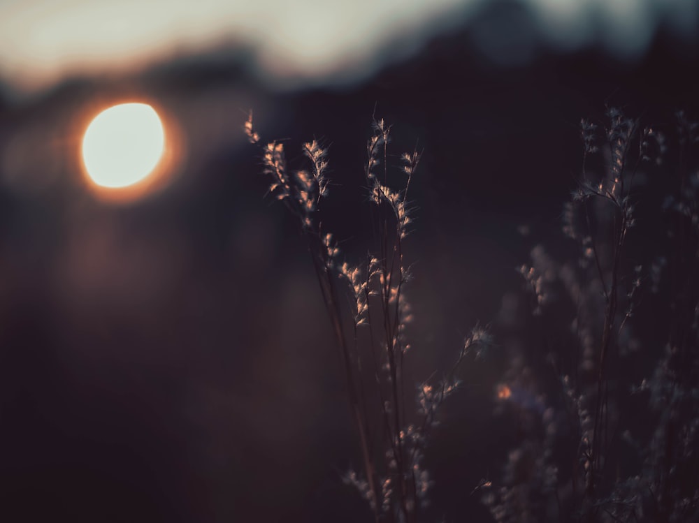 a close up of a plant with the sun in the background