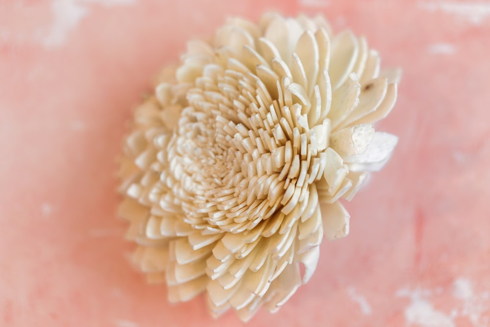 a large white flower sitting on top of a pink surface