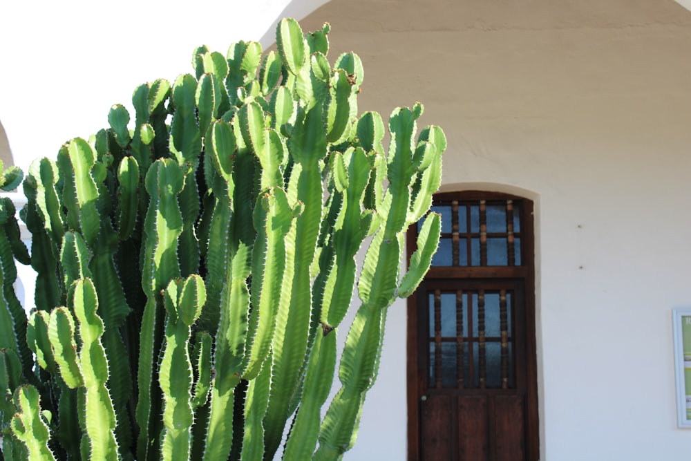 a large green cactus in front of a house