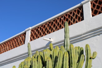 A friendly technician installing a smart security camera outside a sunny Arizona desert home with cacti in the background.