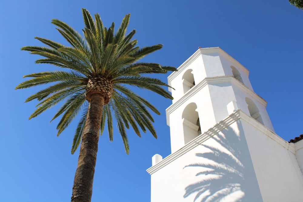 un palmier à côté d’un grand bâtiment blanc