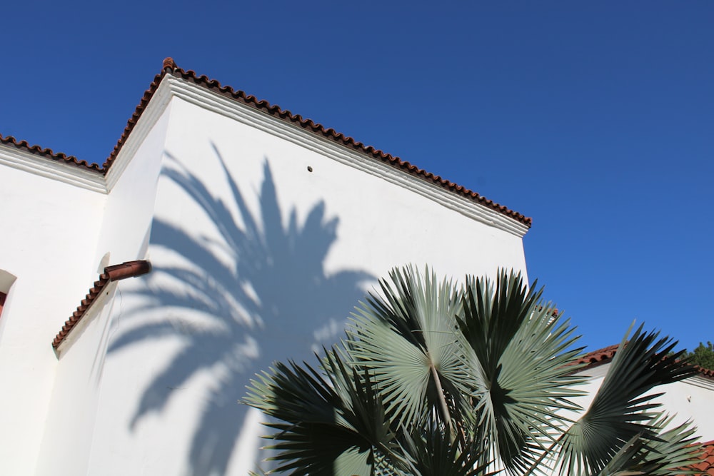 a palm tree casts a shadow on a white building