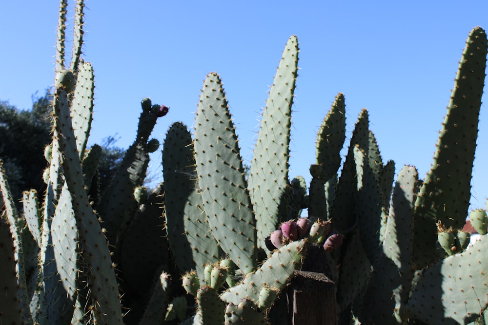 um grande grupo de plantas de cacto com um céu azul no fundo