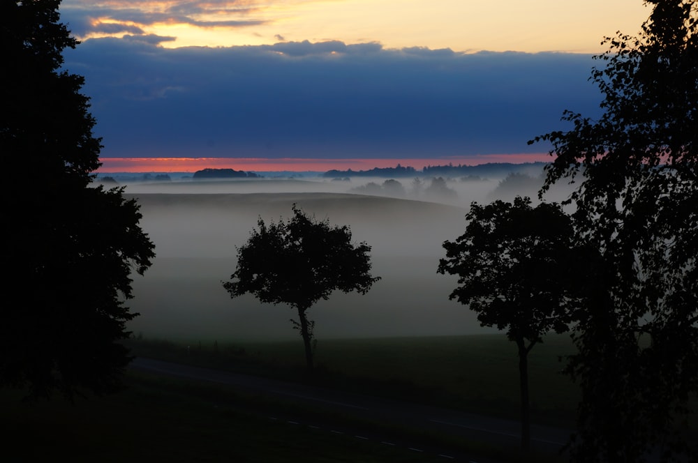 a foggy landscape with trees and a road