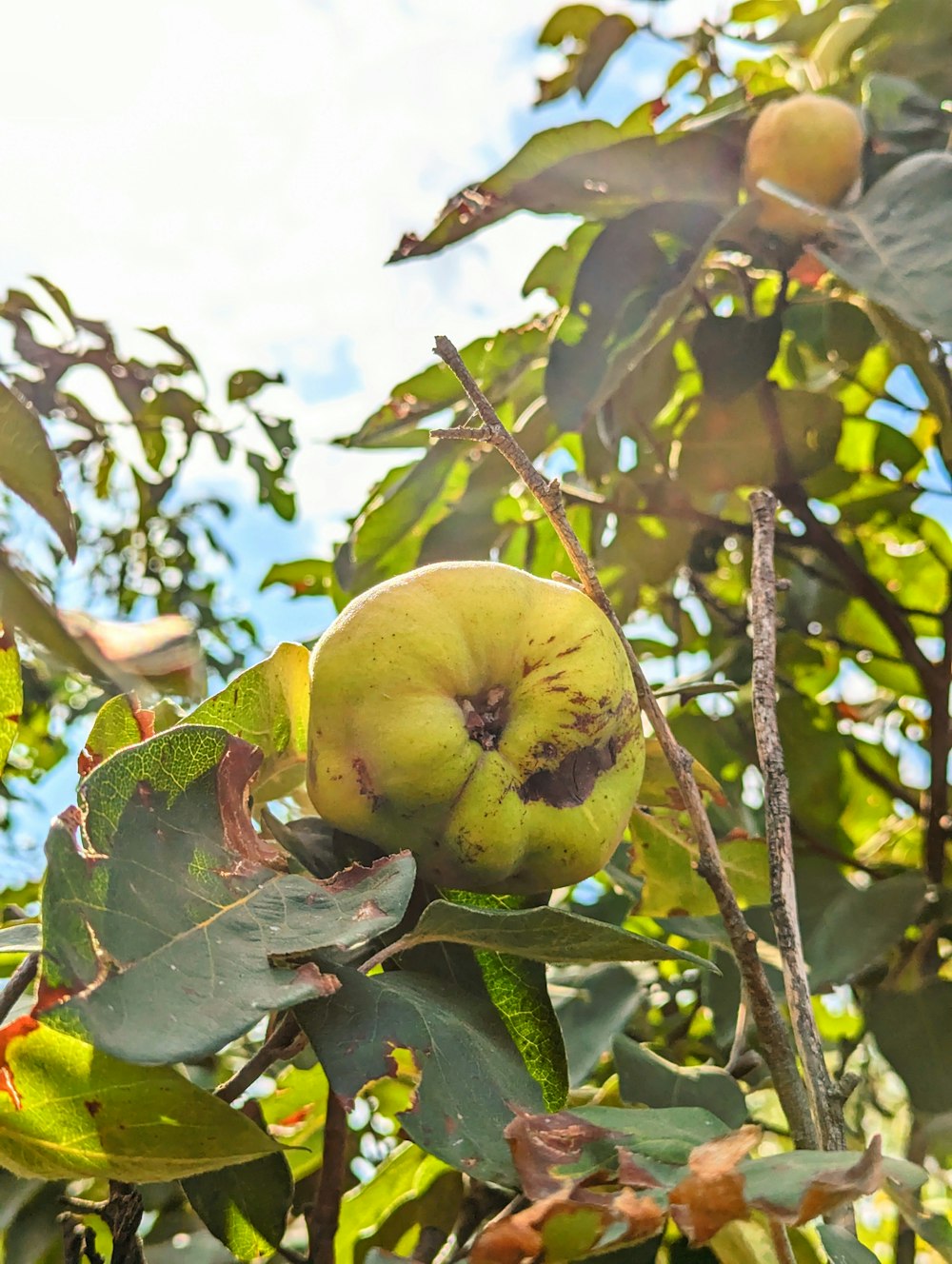 a green apple is growing on a tree