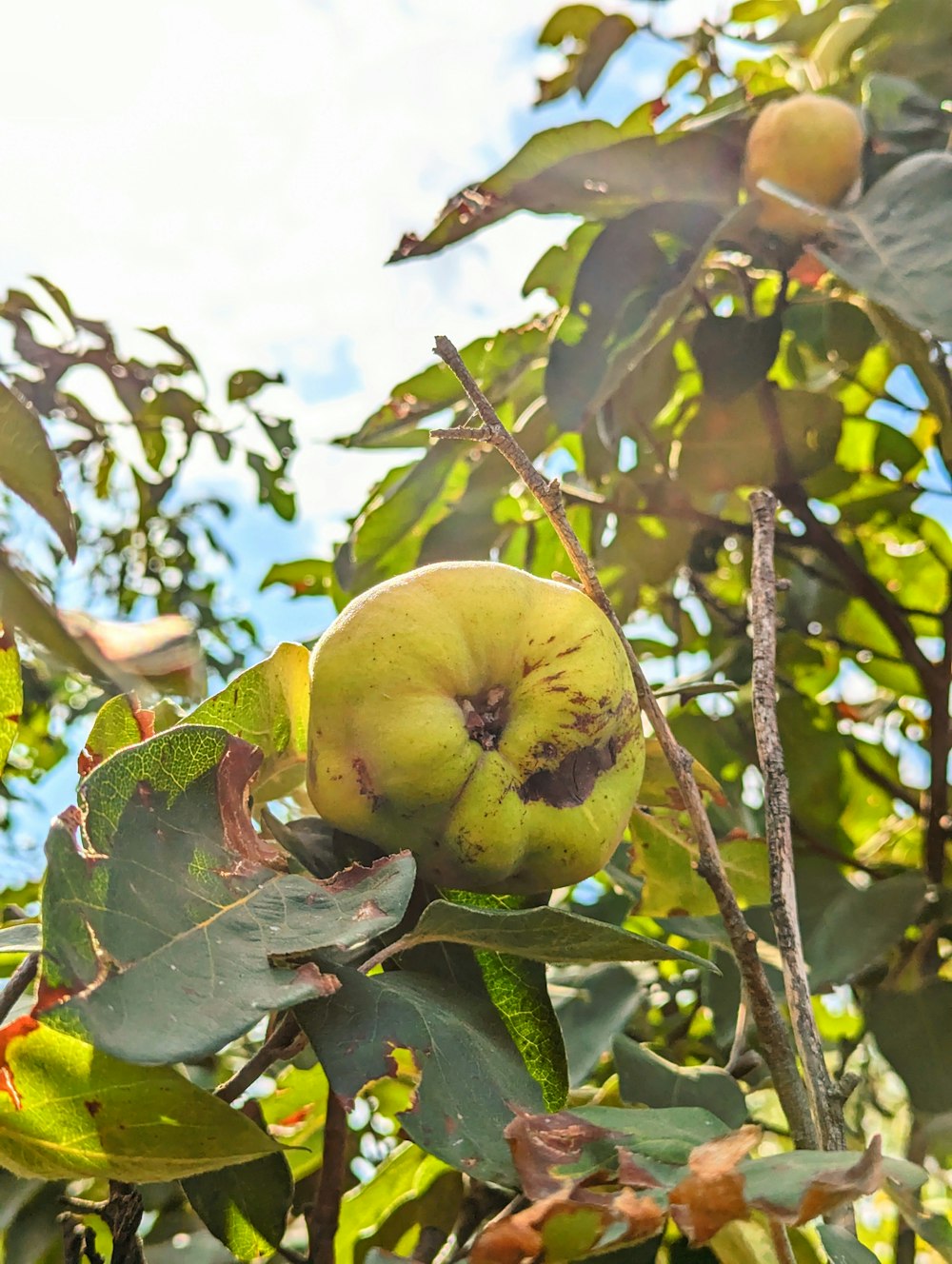 uma maçã verde está crescendo em uma árvore