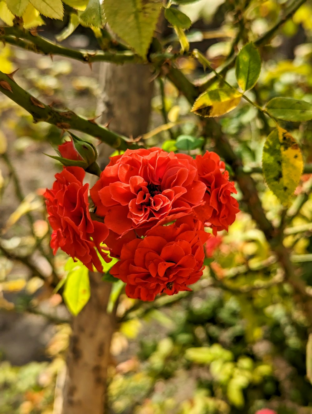 a tree that has some red flowers on it