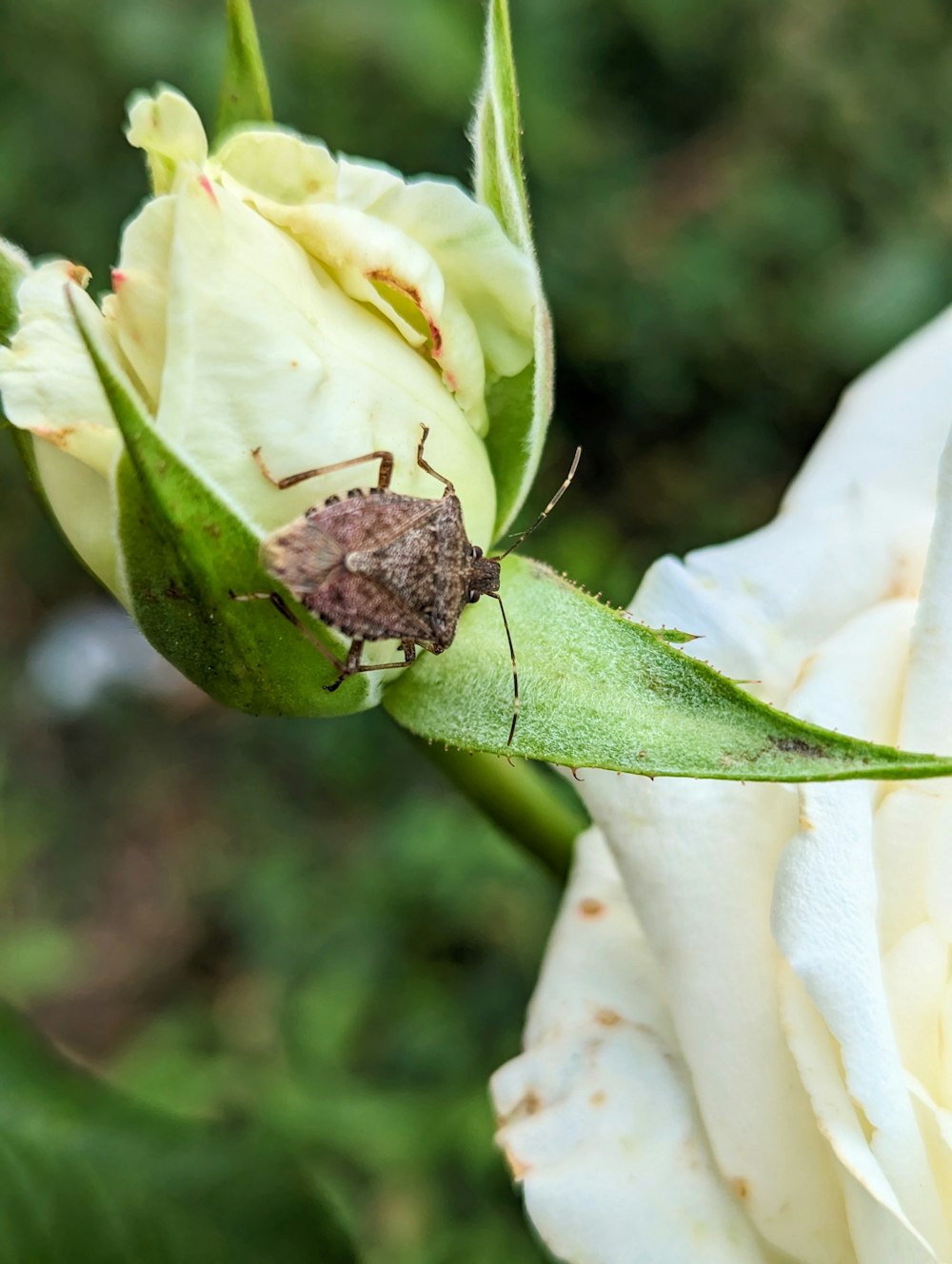 a bug is sitting on a white flower